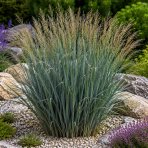 Ostrevka dlhosteblová (Miscanthus sinensis) ‘BLUE PORCUPINE’® - kont. P9/P11